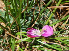 Indigofera sp-aff-humifusa