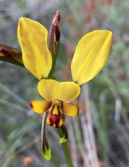 Diuris hazeliae