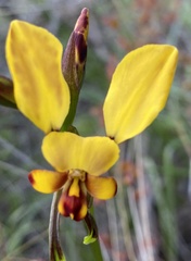 Diuris hazeliae