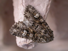 Pachetra sagittigera