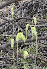 Pterostylis setulosa
