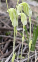 Pterostylis setulosa