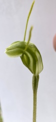 Pterostylis setulosa