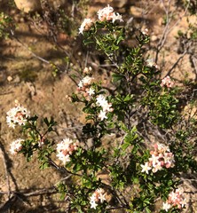 Pomaderris obcordata