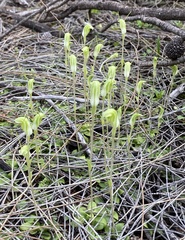 Pterostylis setulosa