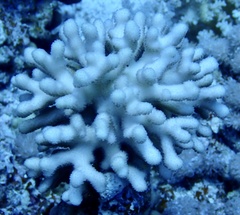 Stylophora