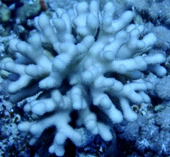 Stylophora