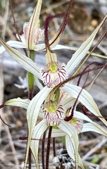 Caladenia incensa