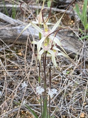 Caladenia incensa