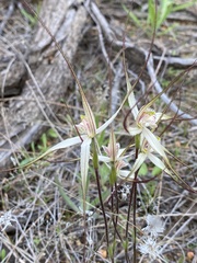 Caladenia incensa