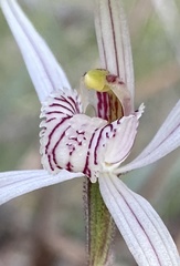 Caladenia incensa