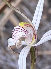 Caladenia incensa
