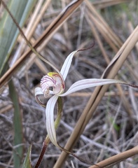Caladenia incensa
