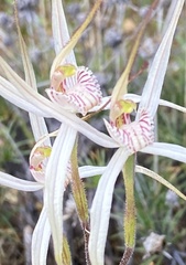 Caladenia incensa