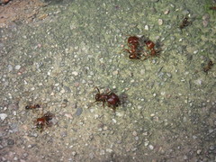 Pheidole obtusospinosa