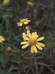Senecio inaequidens