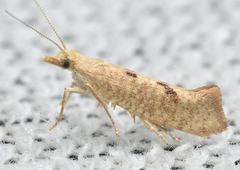 Ypsolopha alpella