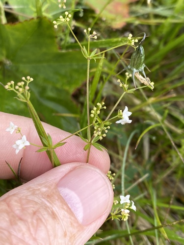 lipkavec (Galium)
