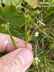 Galium normanii