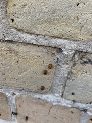 Coccinellini