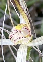 Caladenia incensa