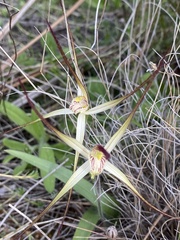 Caladenia incensa