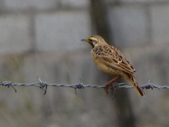 Macronyx flavicollis