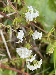 Galium normanii