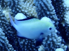 Dascyllus marginatus