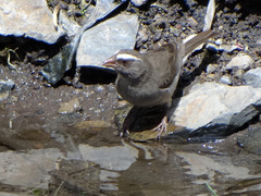 Crithagra tristriata