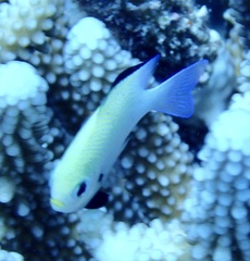 Dascyllus marginatus