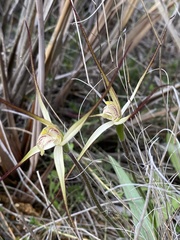 Caladenia incensa