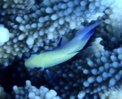 Dascyllus marginatus