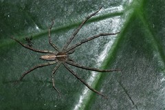 Heteropoda ocyalina