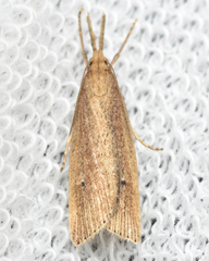 Chilo phragmitella