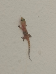 Hemidactylus turcicus