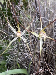 Caladenia incensa