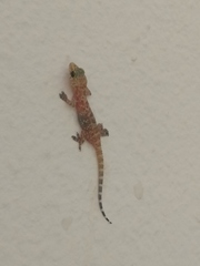 Hemidactylus turcicus