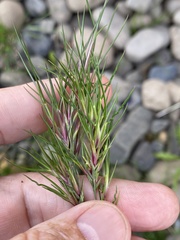 Festuca vivipara