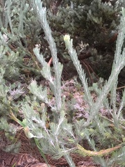 Adenanthos cygnorum