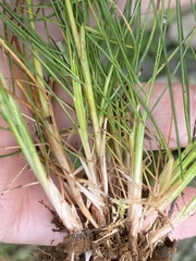 Festuca vivipara
