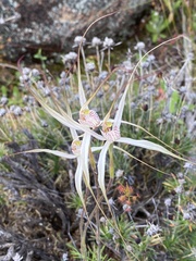 Caladenia incensa