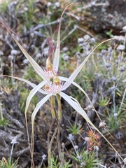 Caladenia incensa