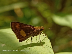 Oriens paragola