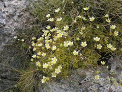 Saxifraga aspera