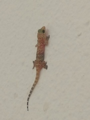 Hemidactylus turcicus