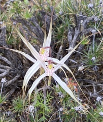 Caladenia incensa
