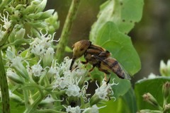 Eristalinus megacephalus