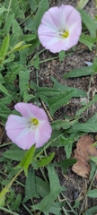 Convolvulus arvensis