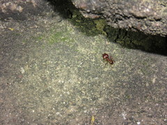Pheidole obtusospinosa